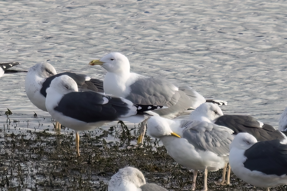 Caspian gull P:T22